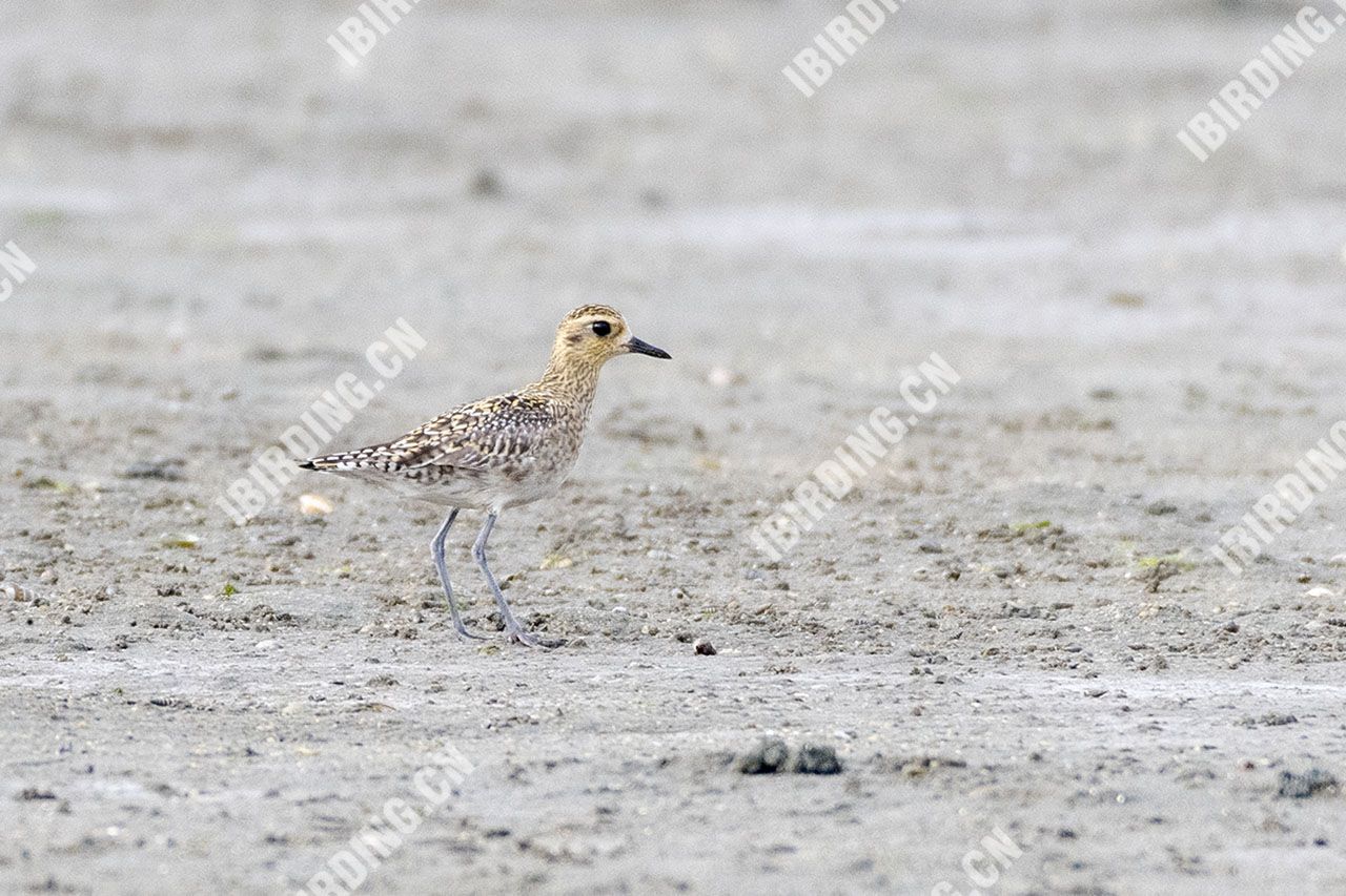 金斑鸻 Pacific Golden Plover