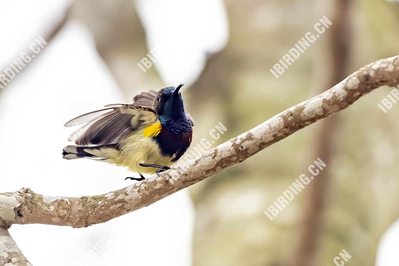 黄腹花蜜鸟 Olive-backed Sunbird