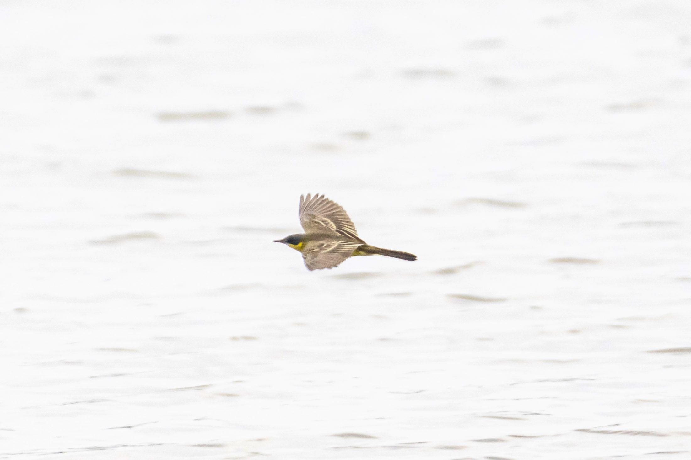 黄鹡鸰 Yellow Wagtail