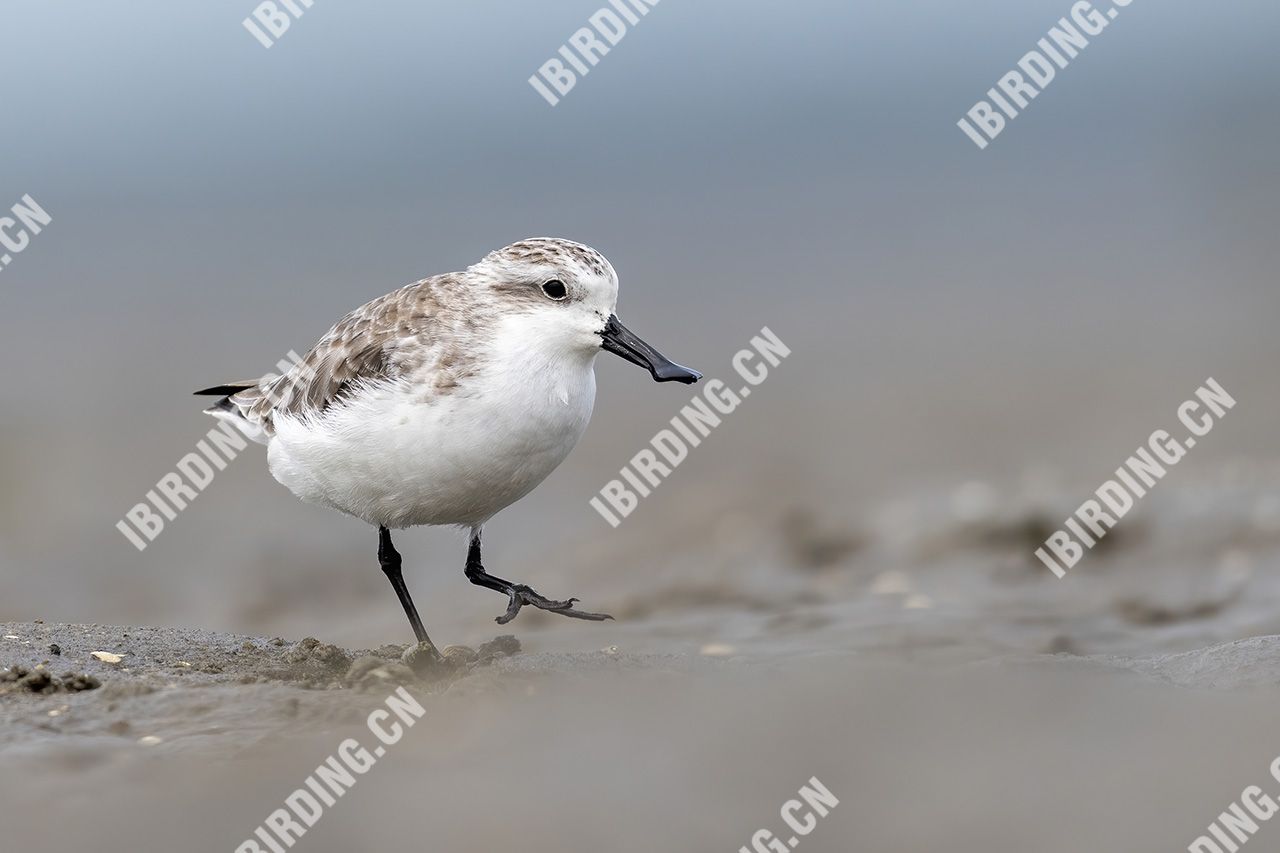 勺嘴鹬 Spoon-billed Sandpiper