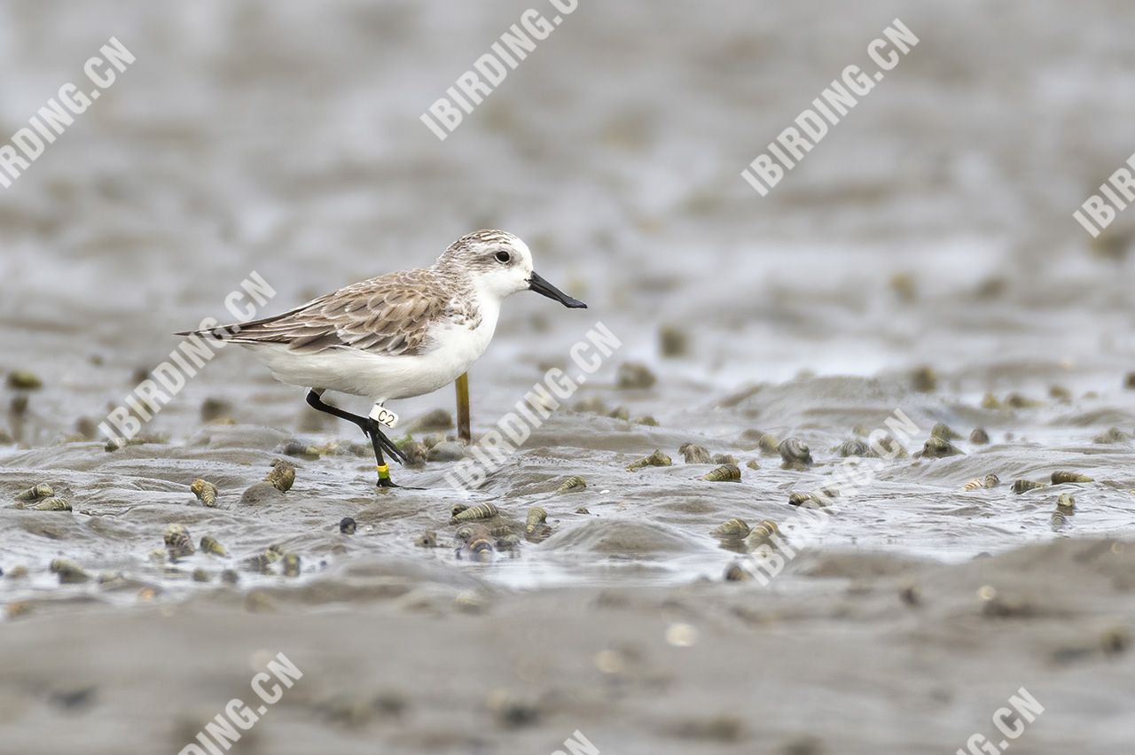 勺嘴鹬 Spoon-billed Sandpiper