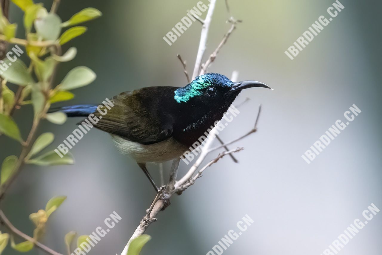 叉尾太阳鸟 Fork-tailed Sunbird