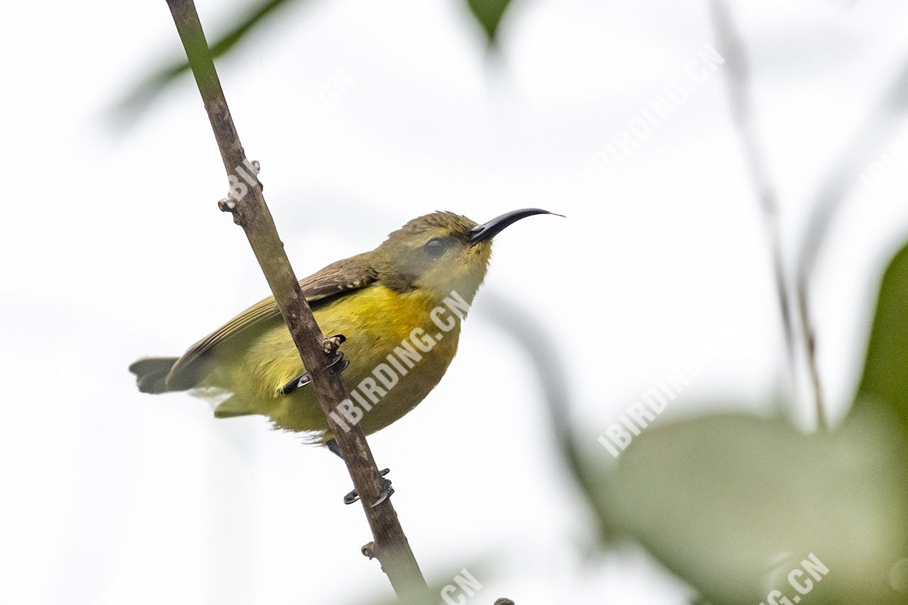 叉尾太阳鸟 Fork-tailed Sunbird