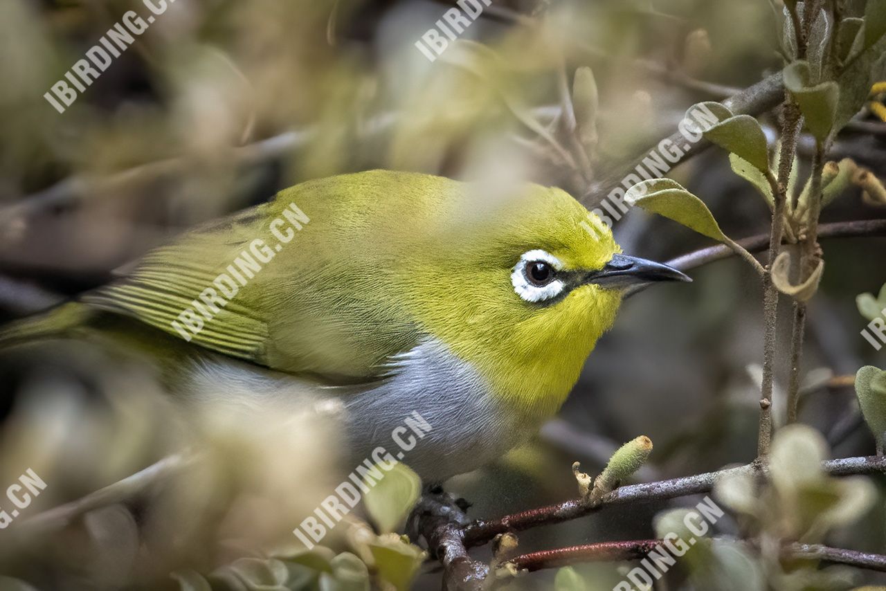 暗绿绣眼鸟 Japanese White-eye