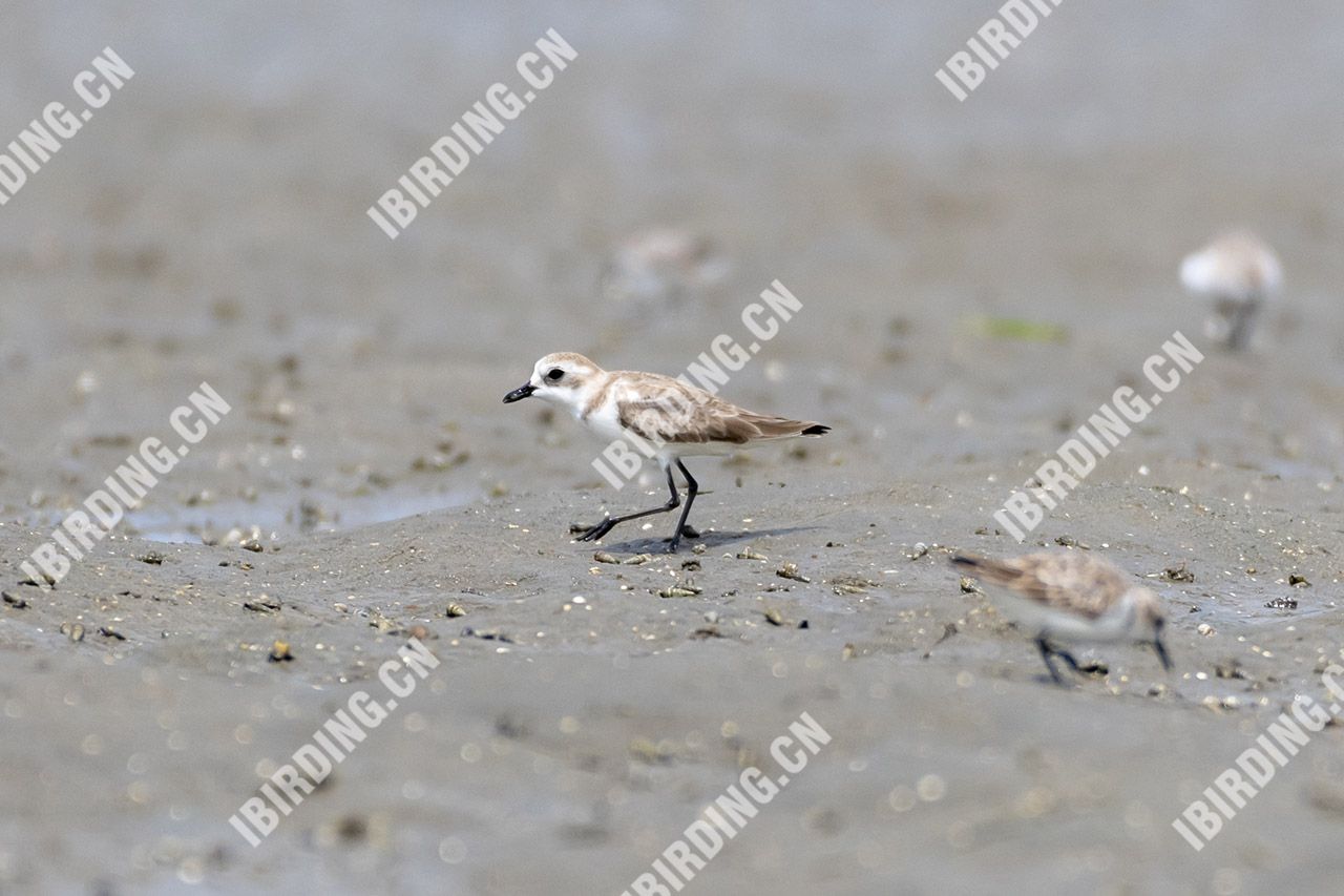 环颈鸻 Kentish Plover