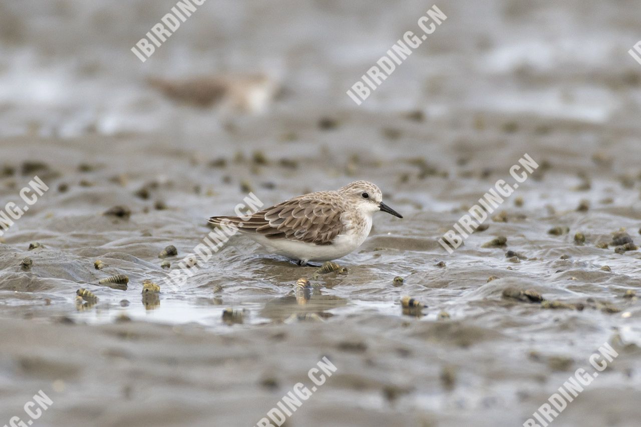 红颈滨鹬 Rufous-necked Stint