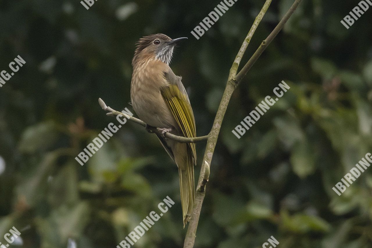 绿翅短脚鹎 Mountain Bulbul