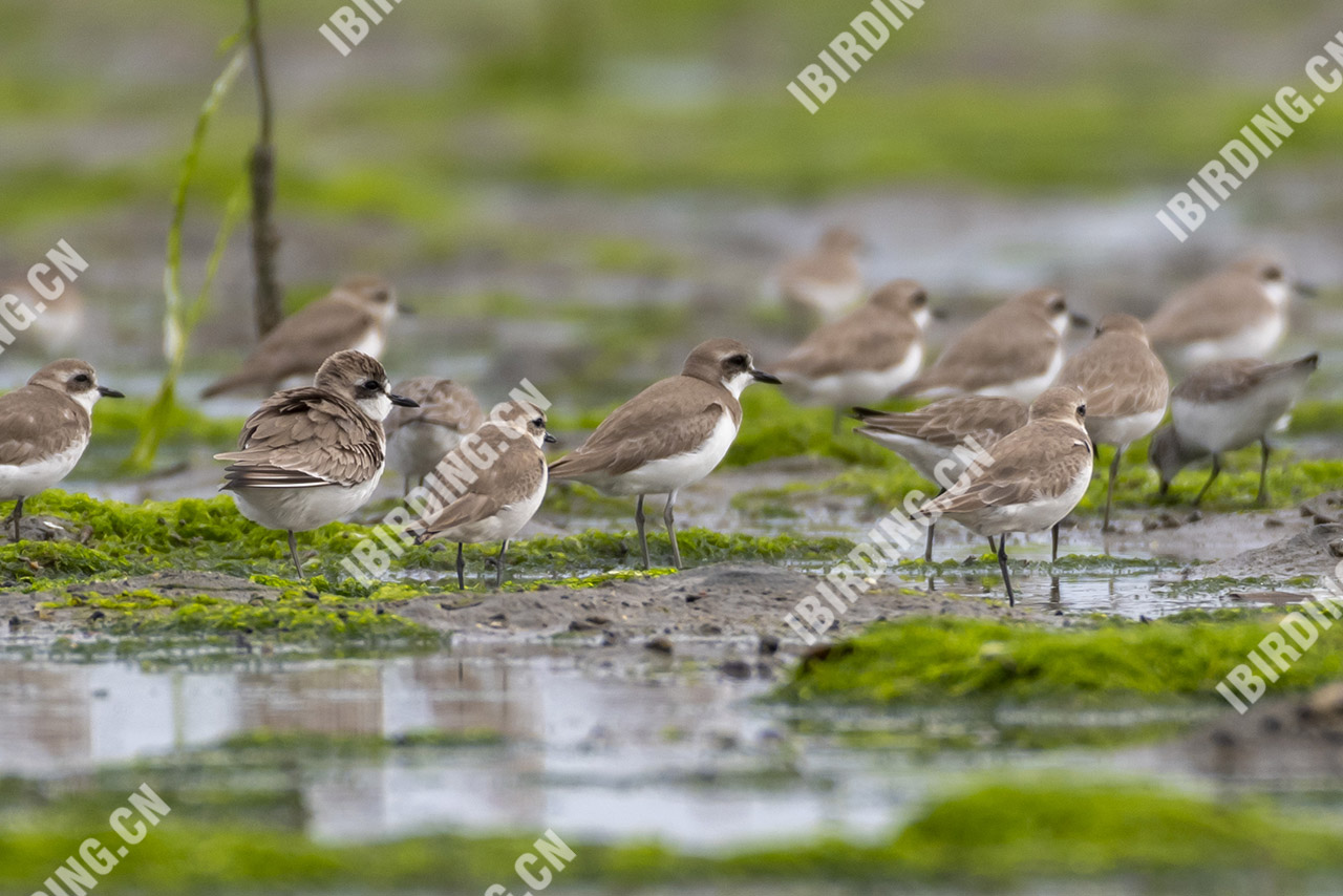 蒙古沙鸻 Mongolian Plover