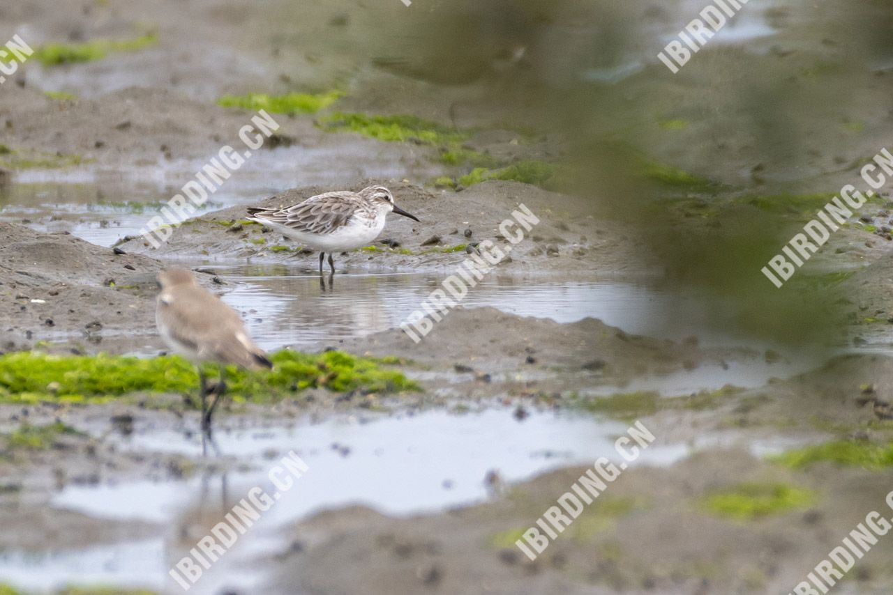 阔嘴鹬 Broad-billed Sandpiper