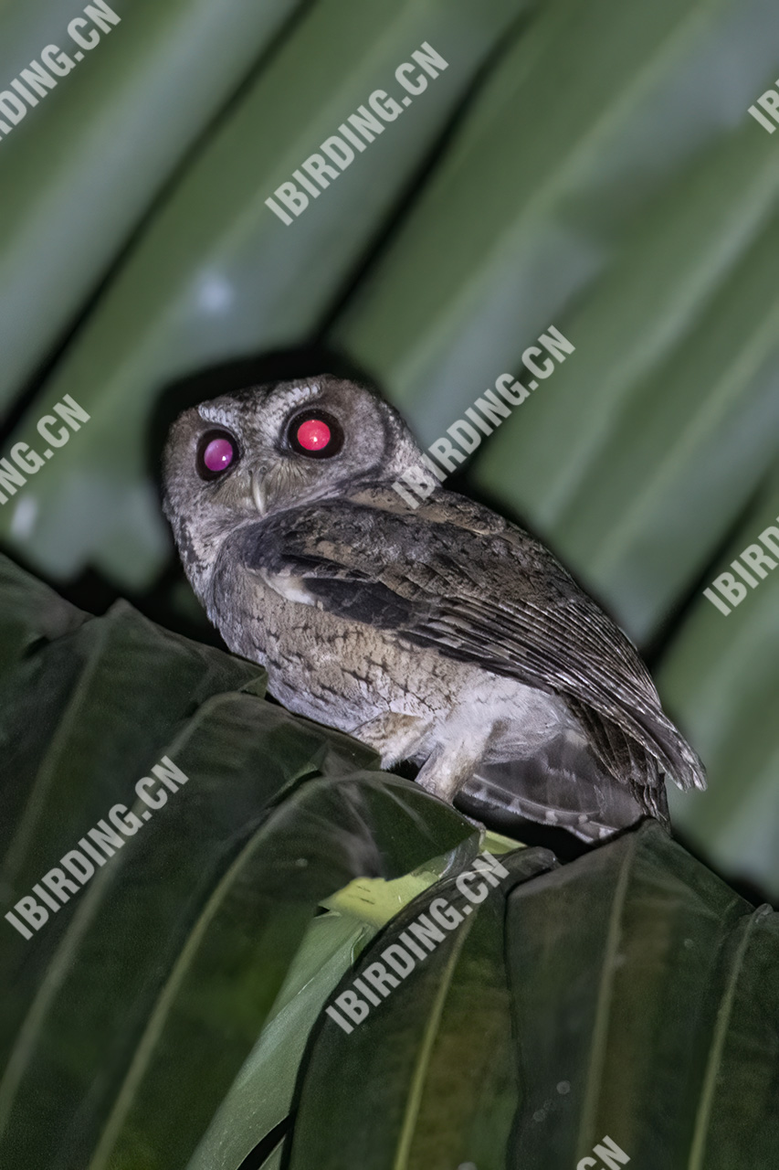 领角鸮 Collared Scops Owl