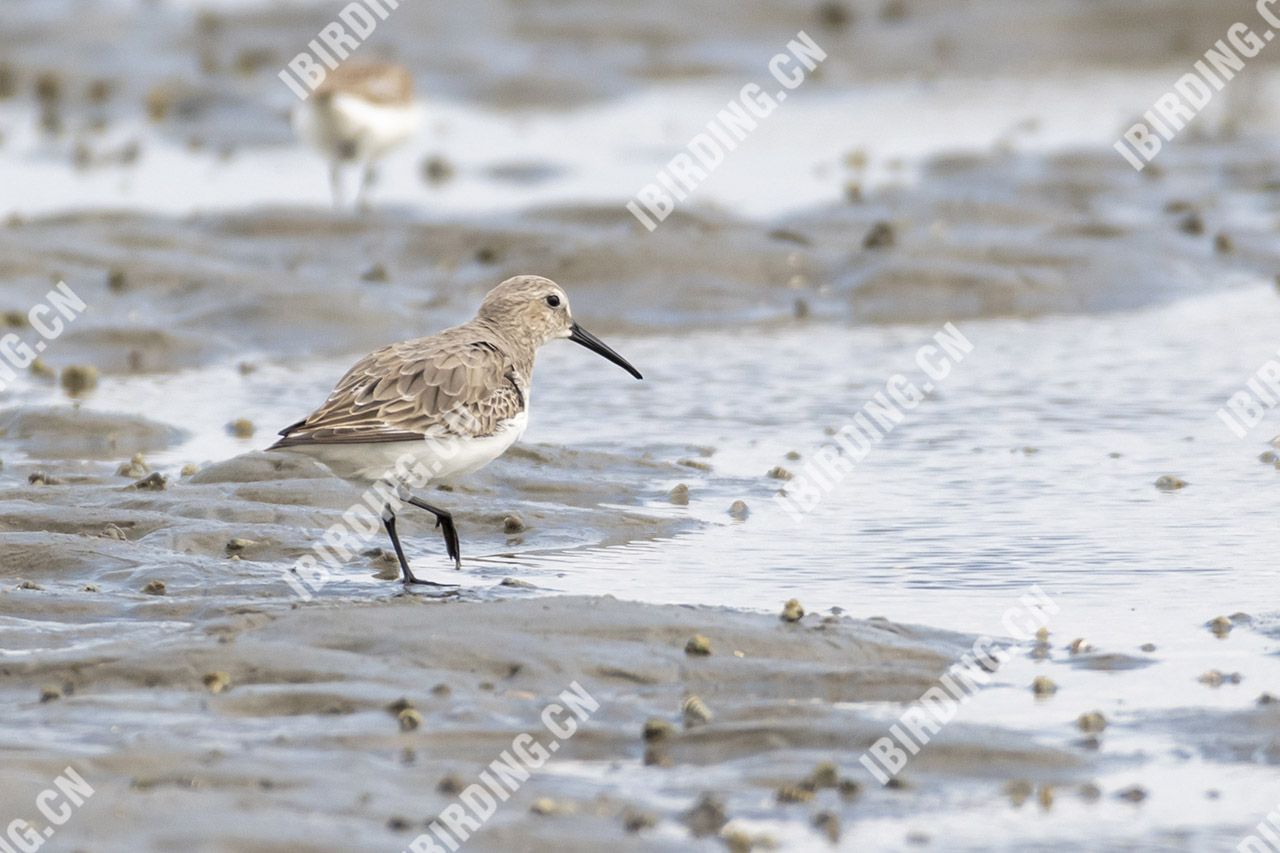 黑腹滨鹬 Dunlin