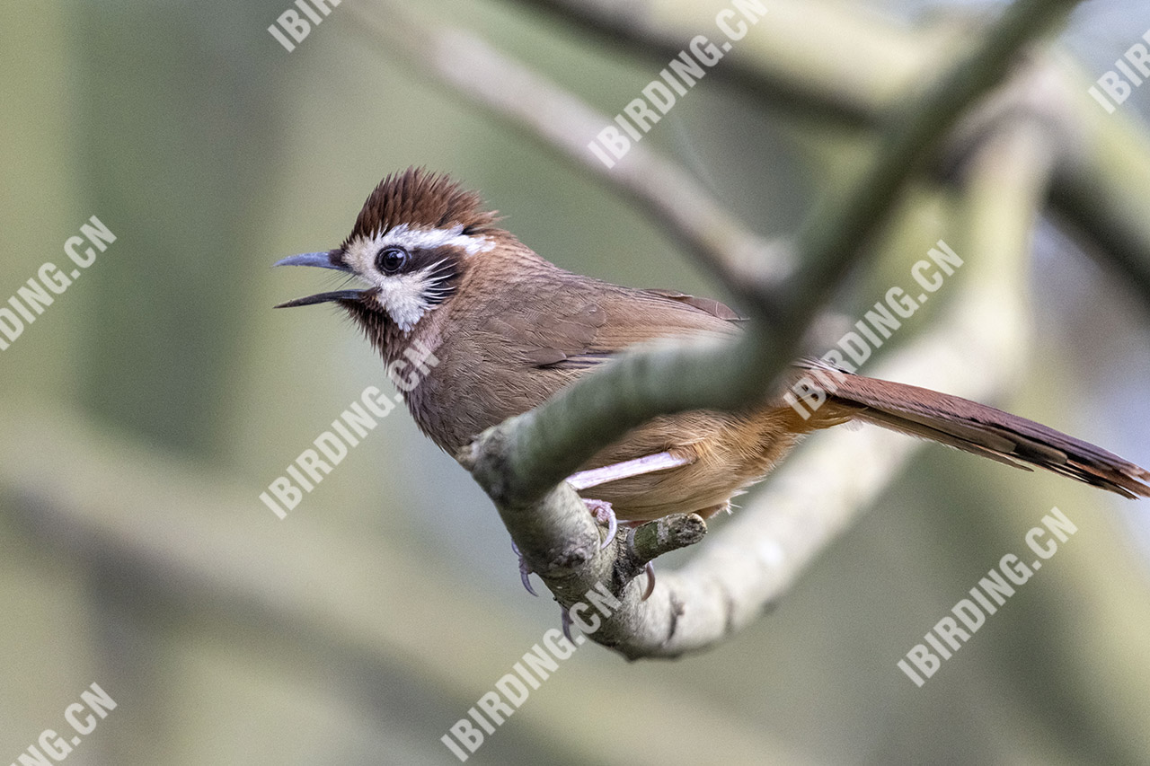 白颊噪鹛 White-browed Laughingthrush