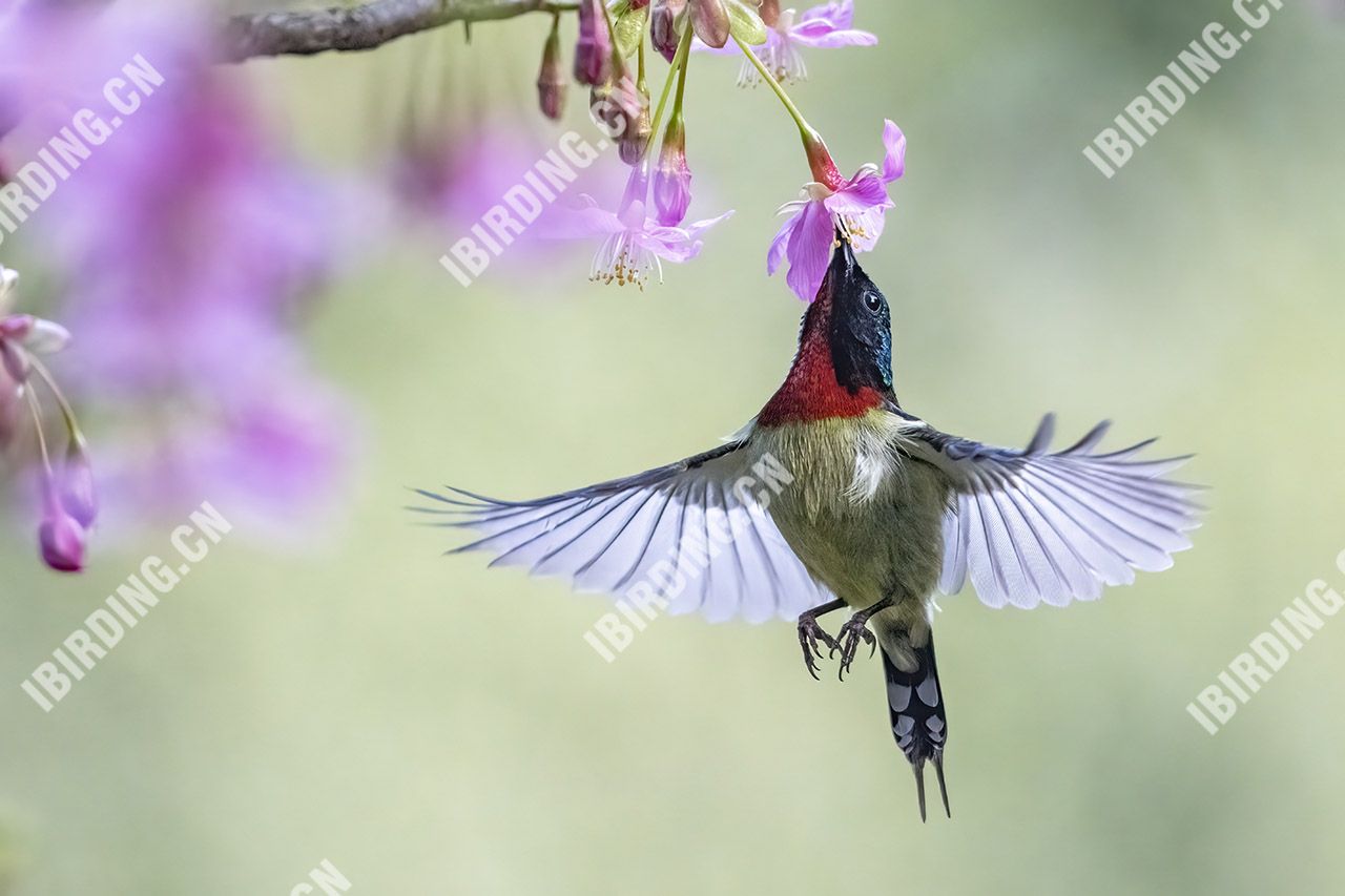 叉尾太阳鸟 Fork-tailed Sunbird