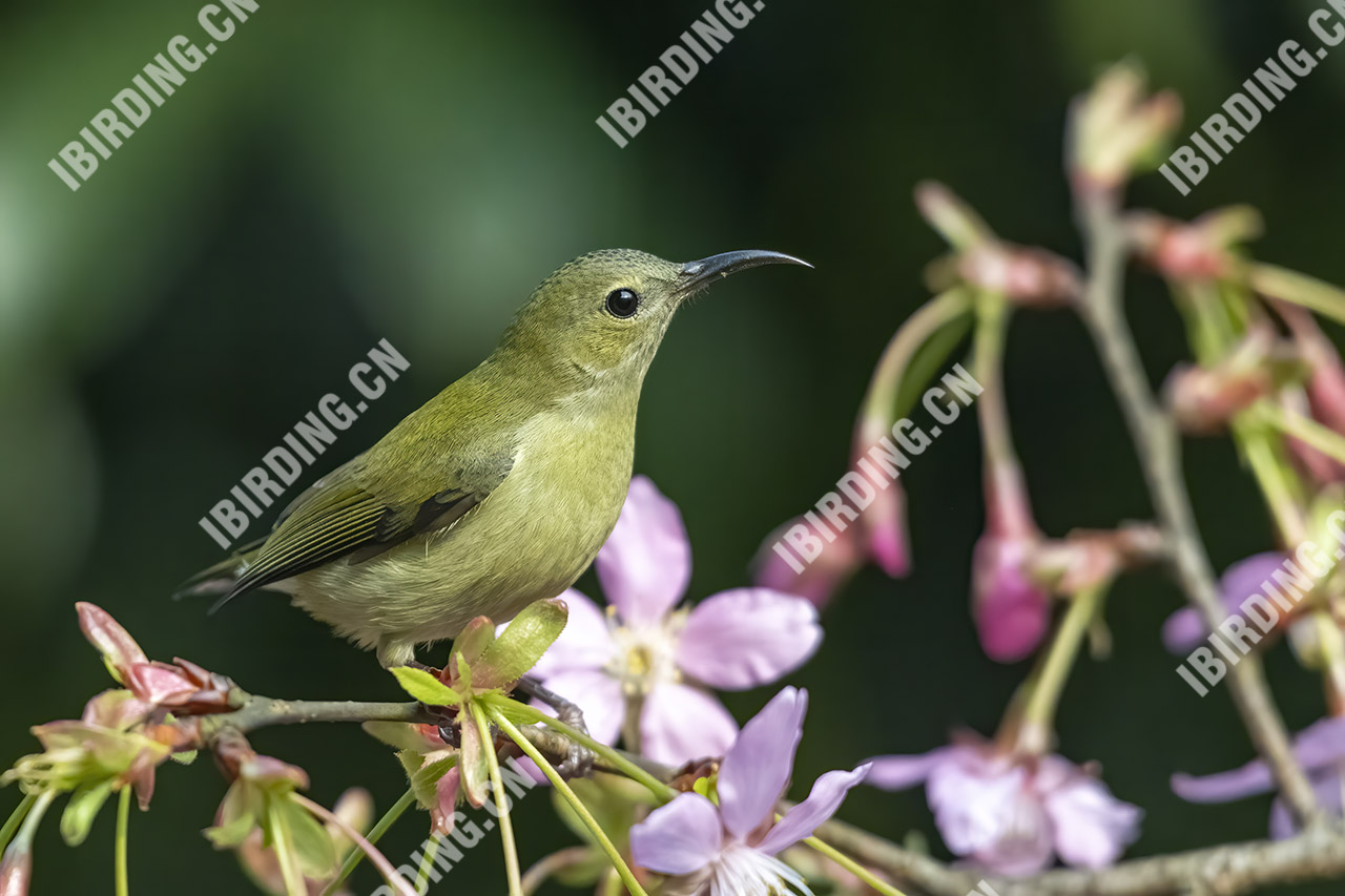 叉尾太阳鸟 Fork-tailed Sunbird