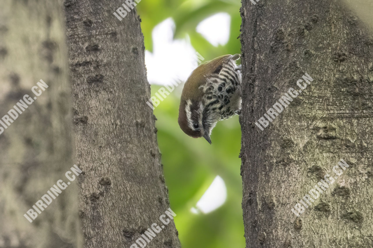 斑姬啄木鸟 Speckled Piculet