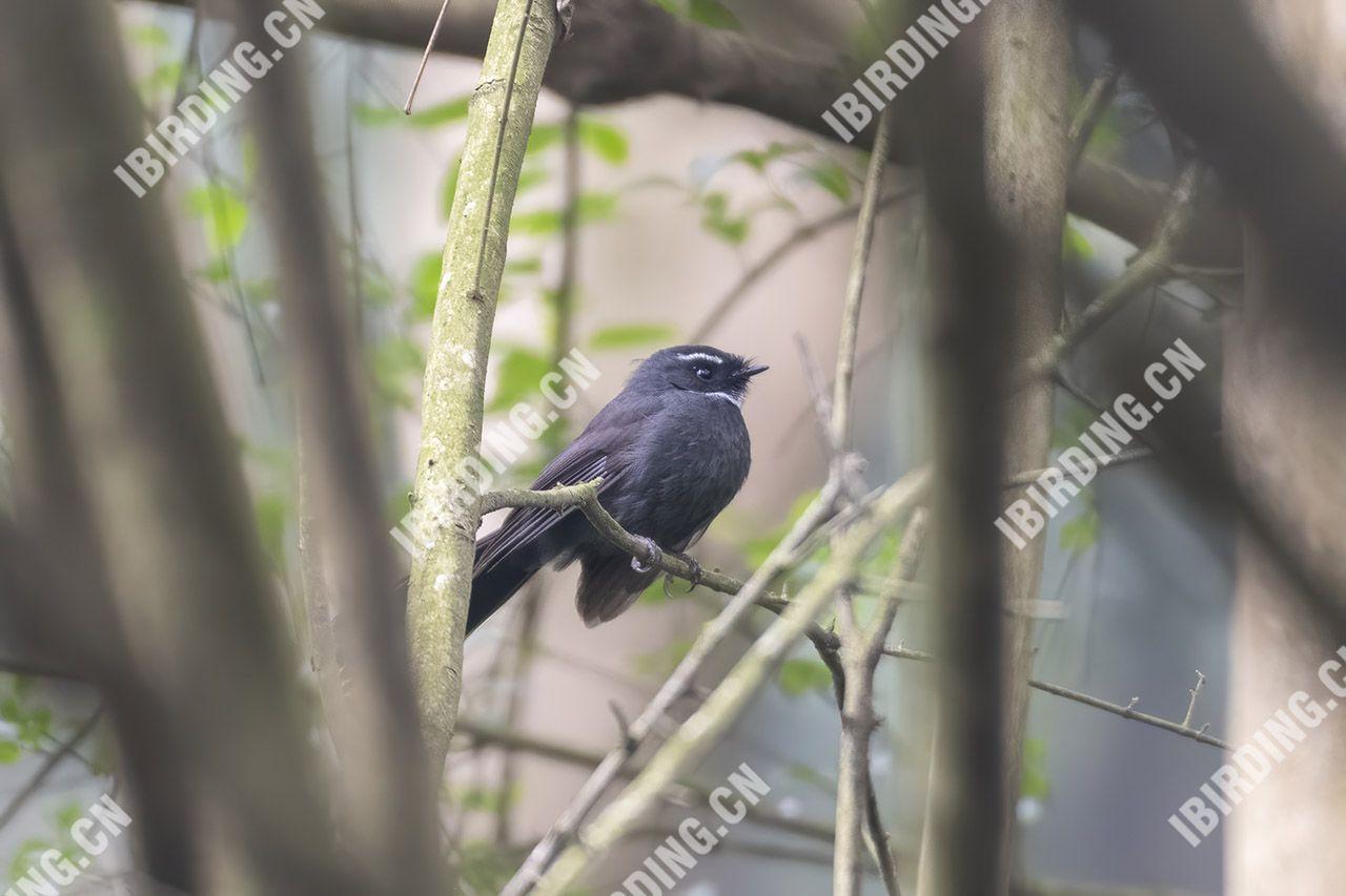 白喉扇尾鹟 White-throated Fantail