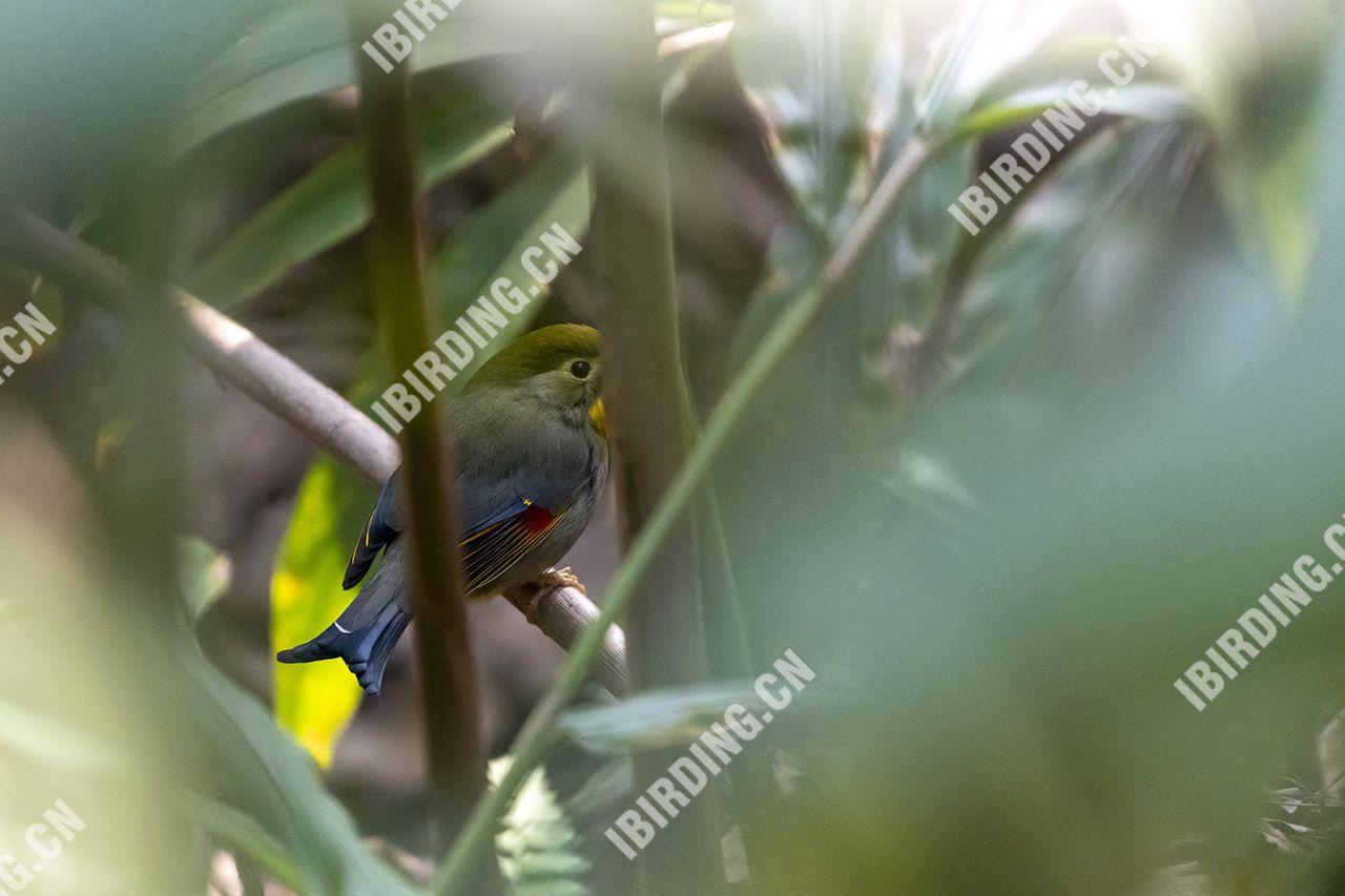 红嘴相思鸟 Red-billed Leiothrix