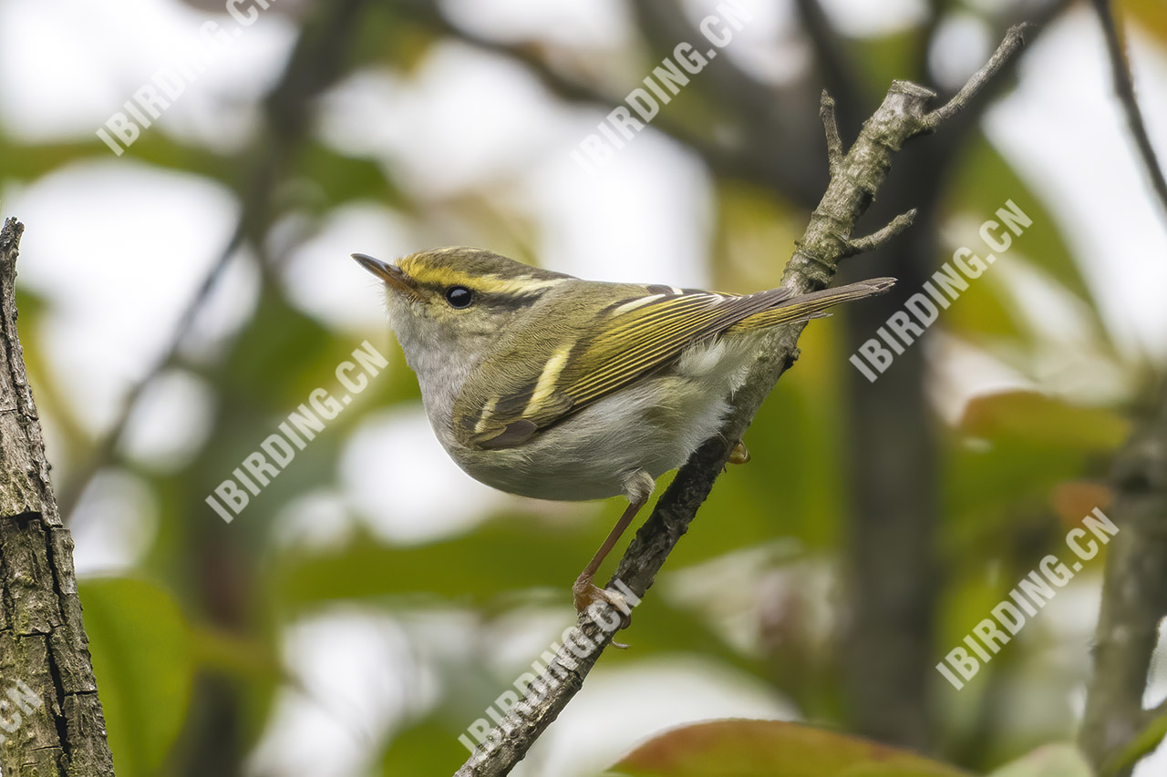 黄眉柳莺 Yellow-browed Warbler