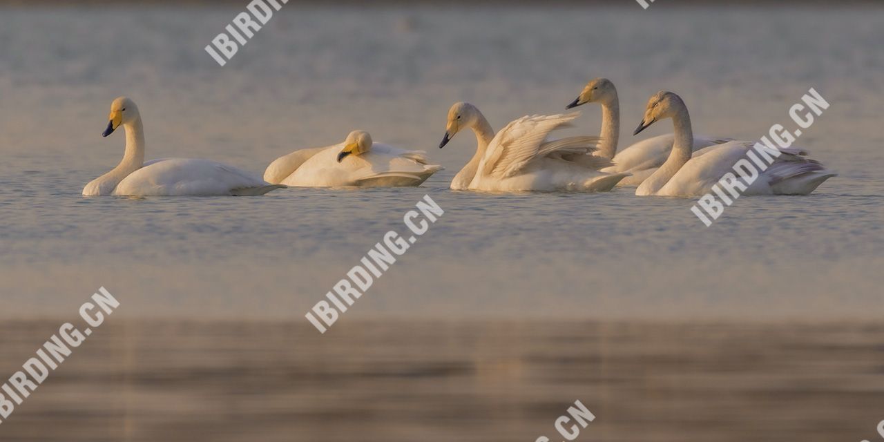 大天鹅 Whooper Swan