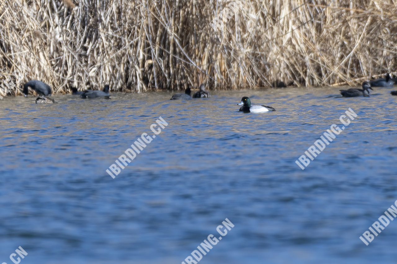 斑背潜鸭 Greater Scaup