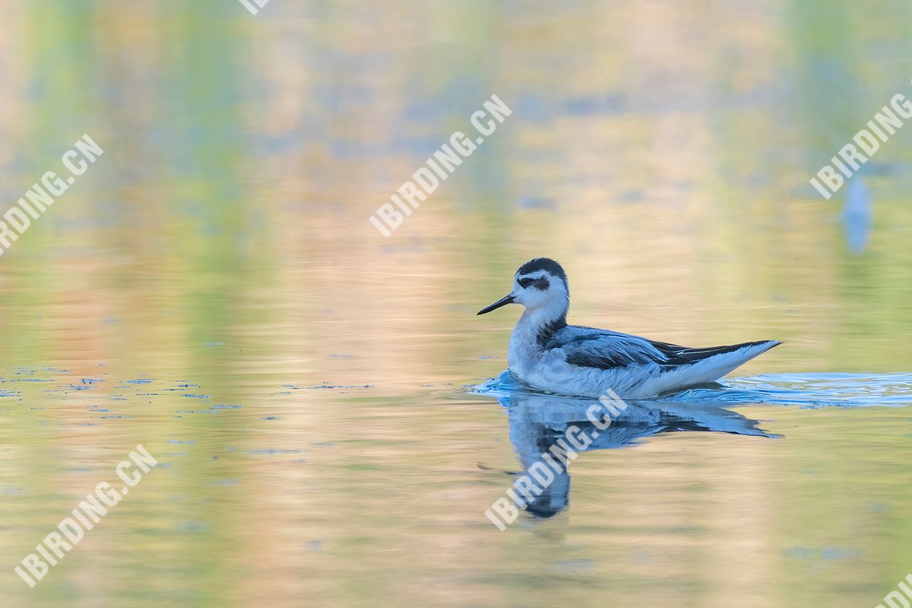 灰瓣蹼鹬 Red Phalarope - iBirding
