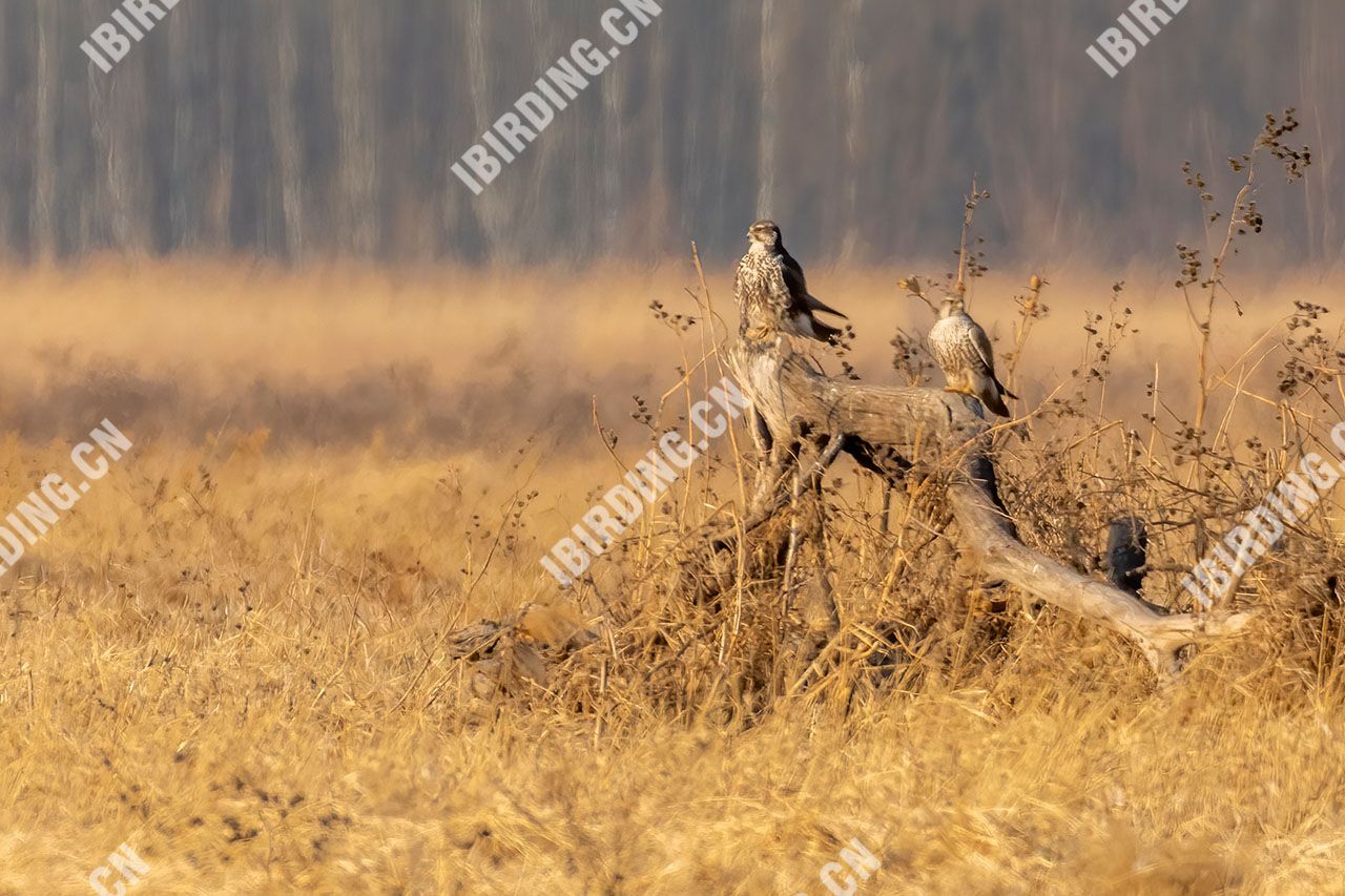 猎隼 Saker Falcon - iBirding