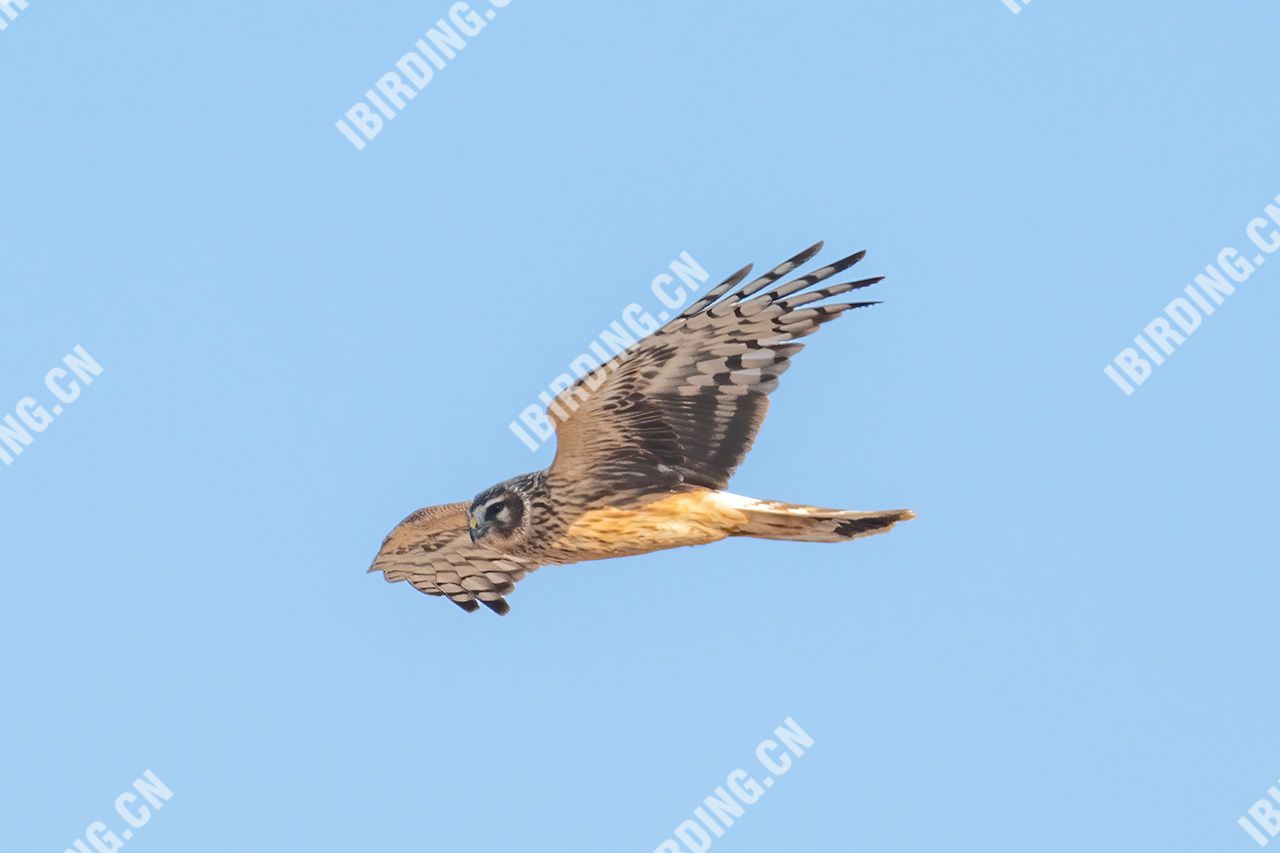 白尾鹞 Northern Harrier - iBirding