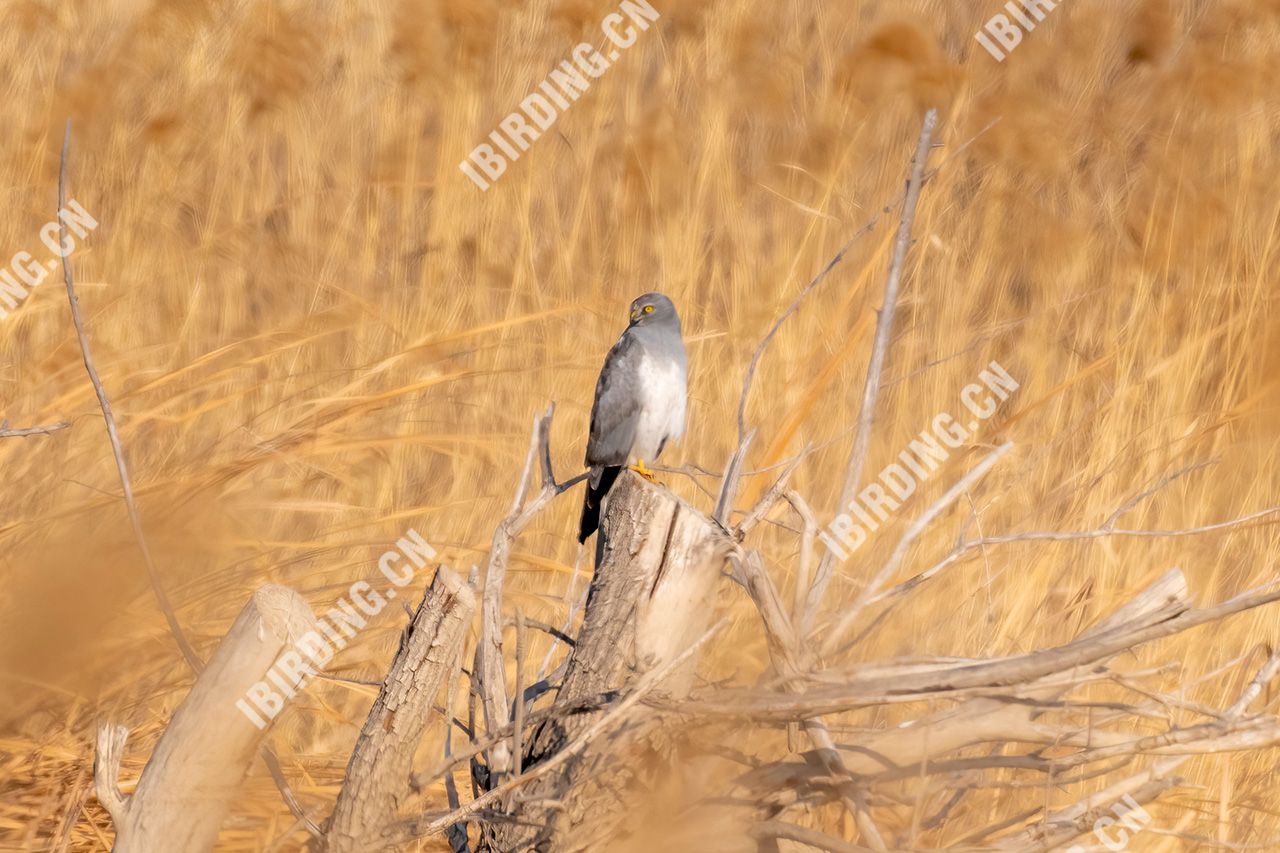 白尾鹞 Northern Harrier（雄鸟） - iBirding