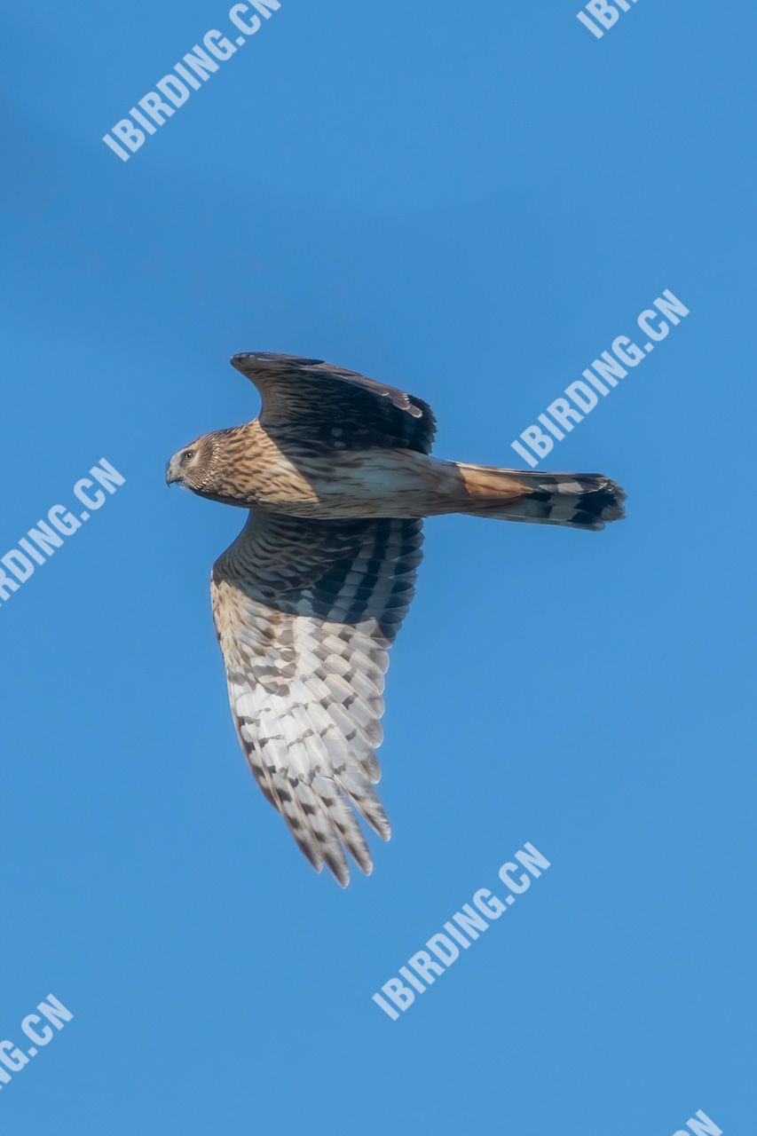 白尾鹞 Northern Harrier - iBirding