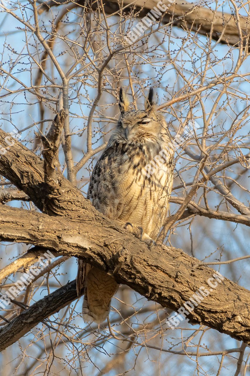 雕鸮 Eurasian Eagle Owl - iBirding