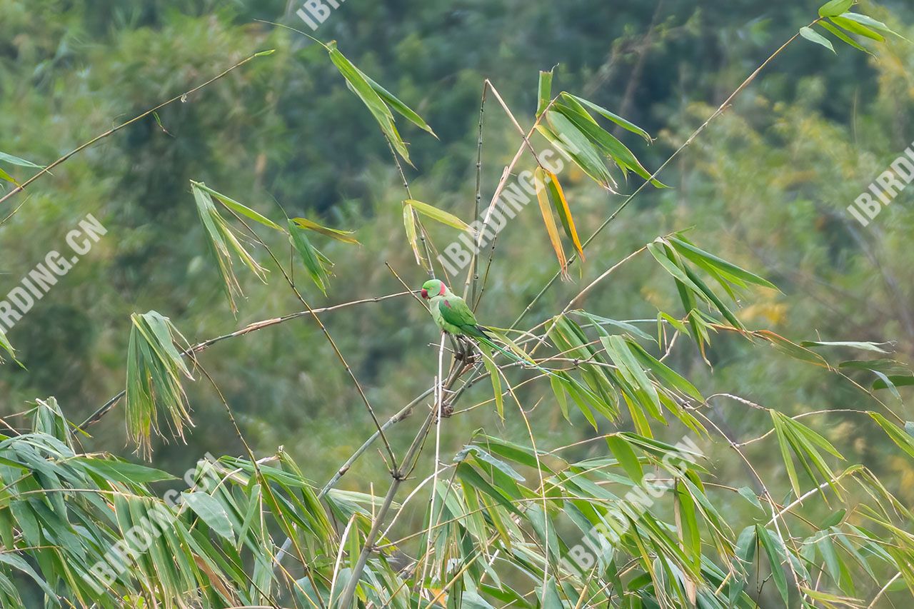 亚历山大鹦鹉 Alexandrine Parakeet