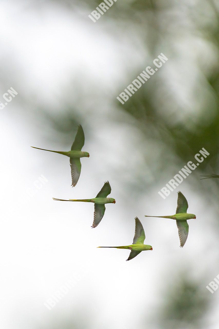 亚历山大鹦鹉 Alexandrine Parakeet