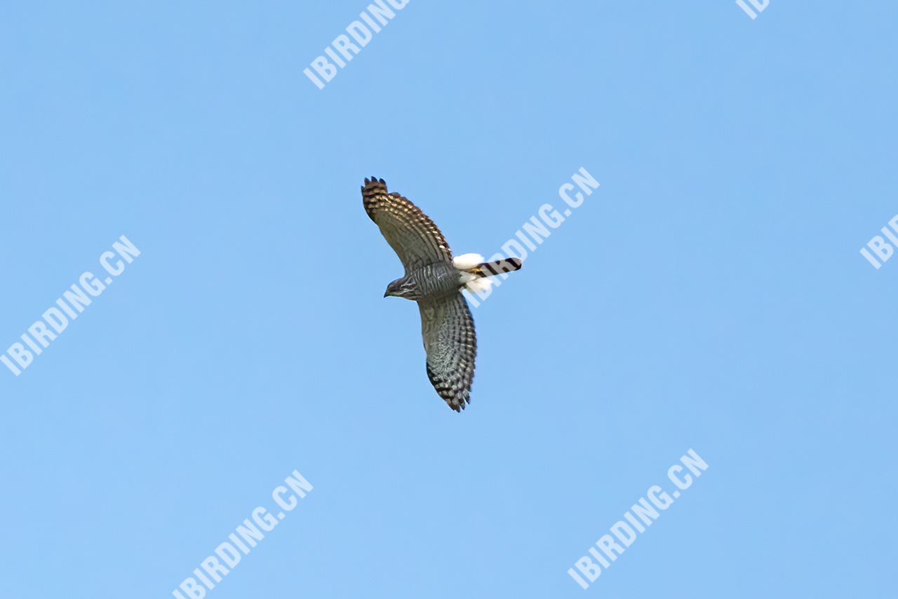 凤头鹰 Crested Goshawk