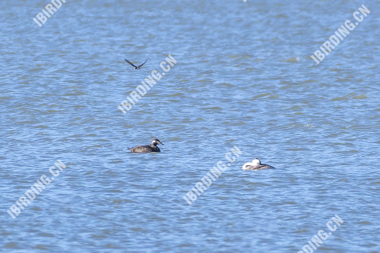 斑脸海番鸭 White-winged Scoter