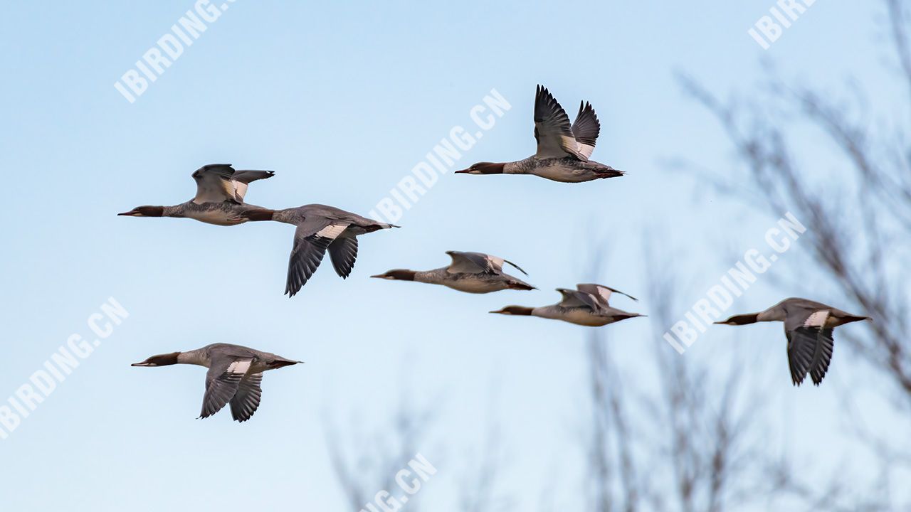 普通秋沙鸭 Common Merganser