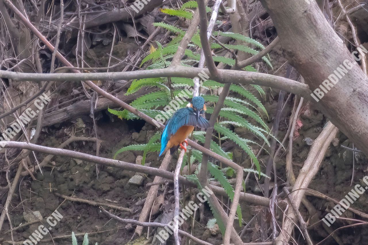 普通翠鸟 Common Kingfisher