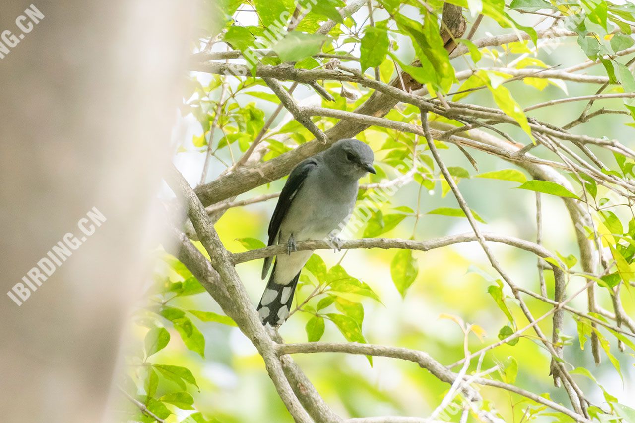 暗灰鹃鵙 Black-winged Cuckooshrike