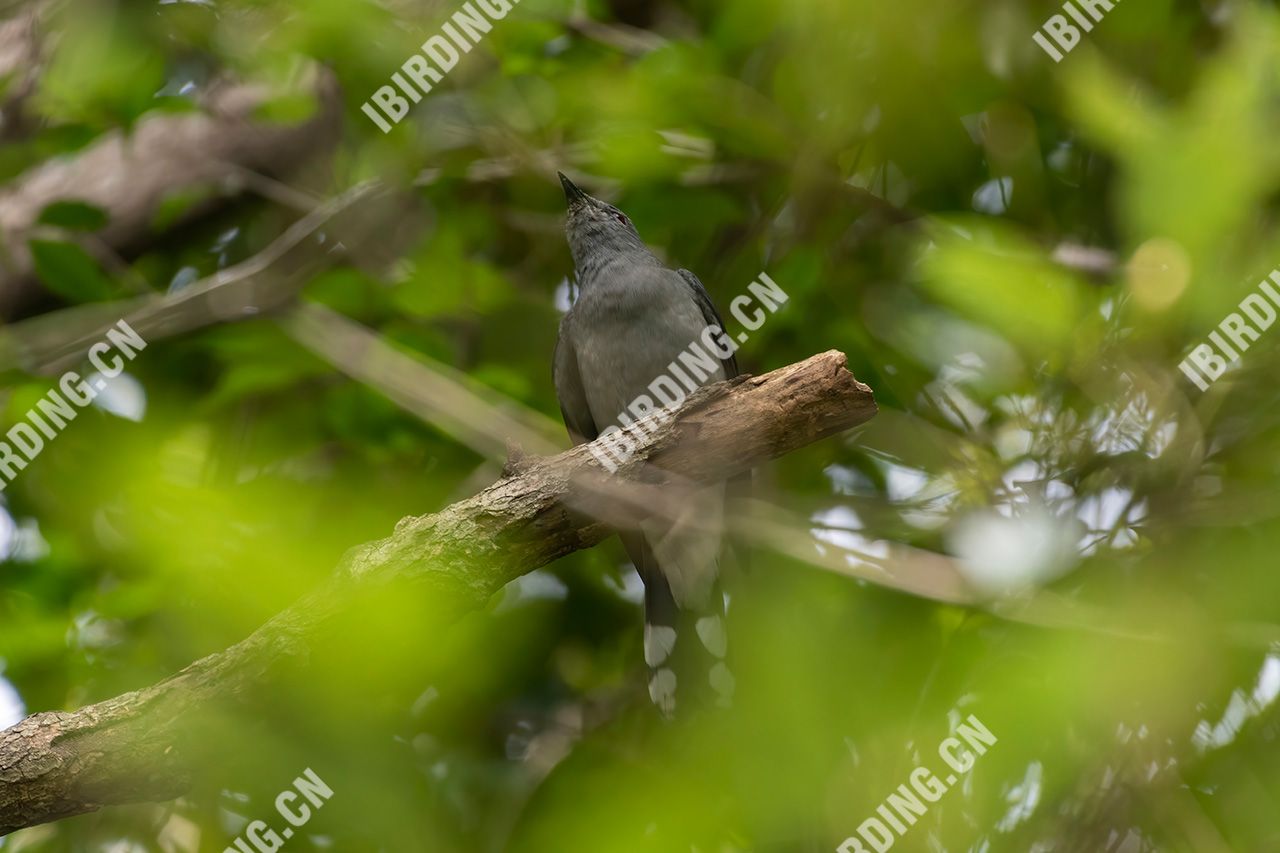 暗灰鹃鵙 Black-winged Cuckooshrike