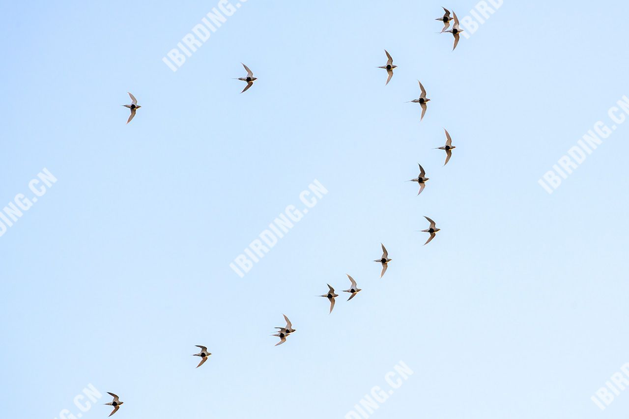 毛腿沙鸡 Pallas's Sandgrouse