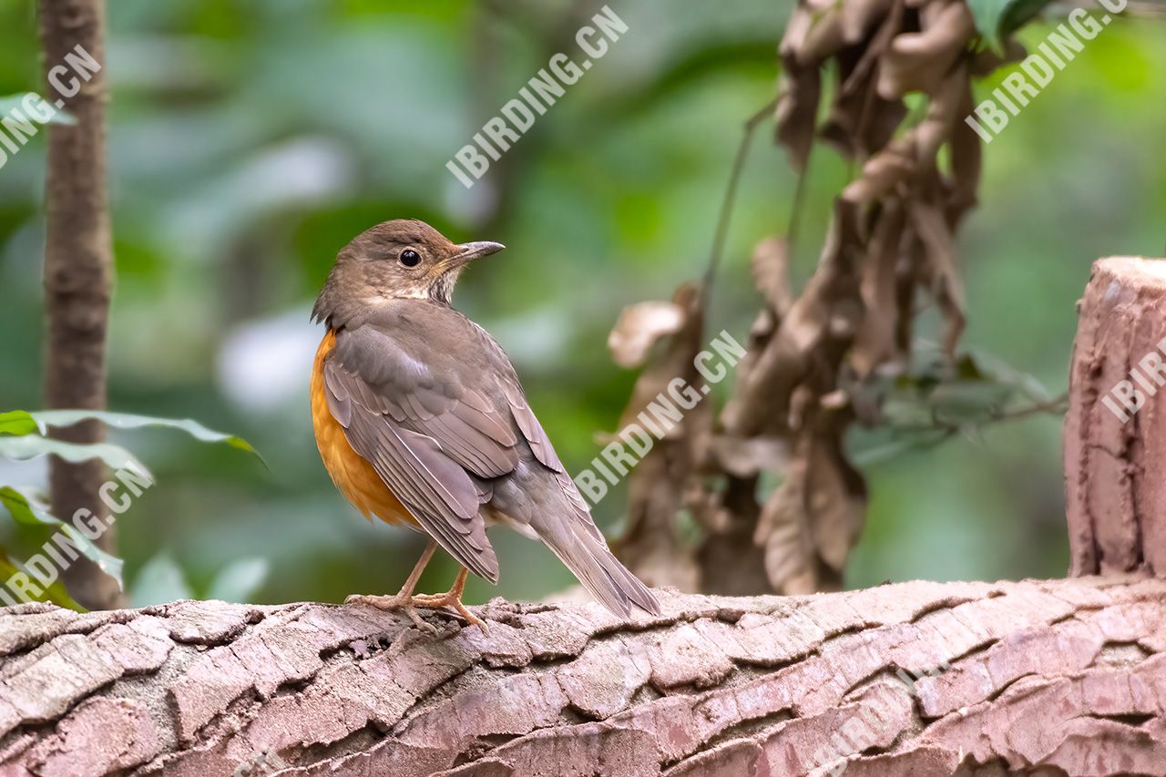 灰背鸫 Grey-backed Thrush