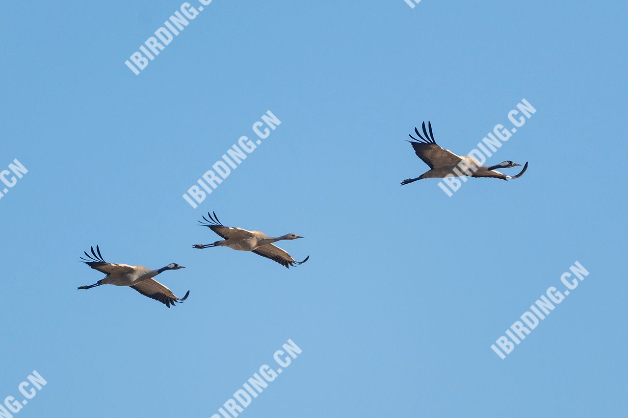 灰鹤 Common Crane