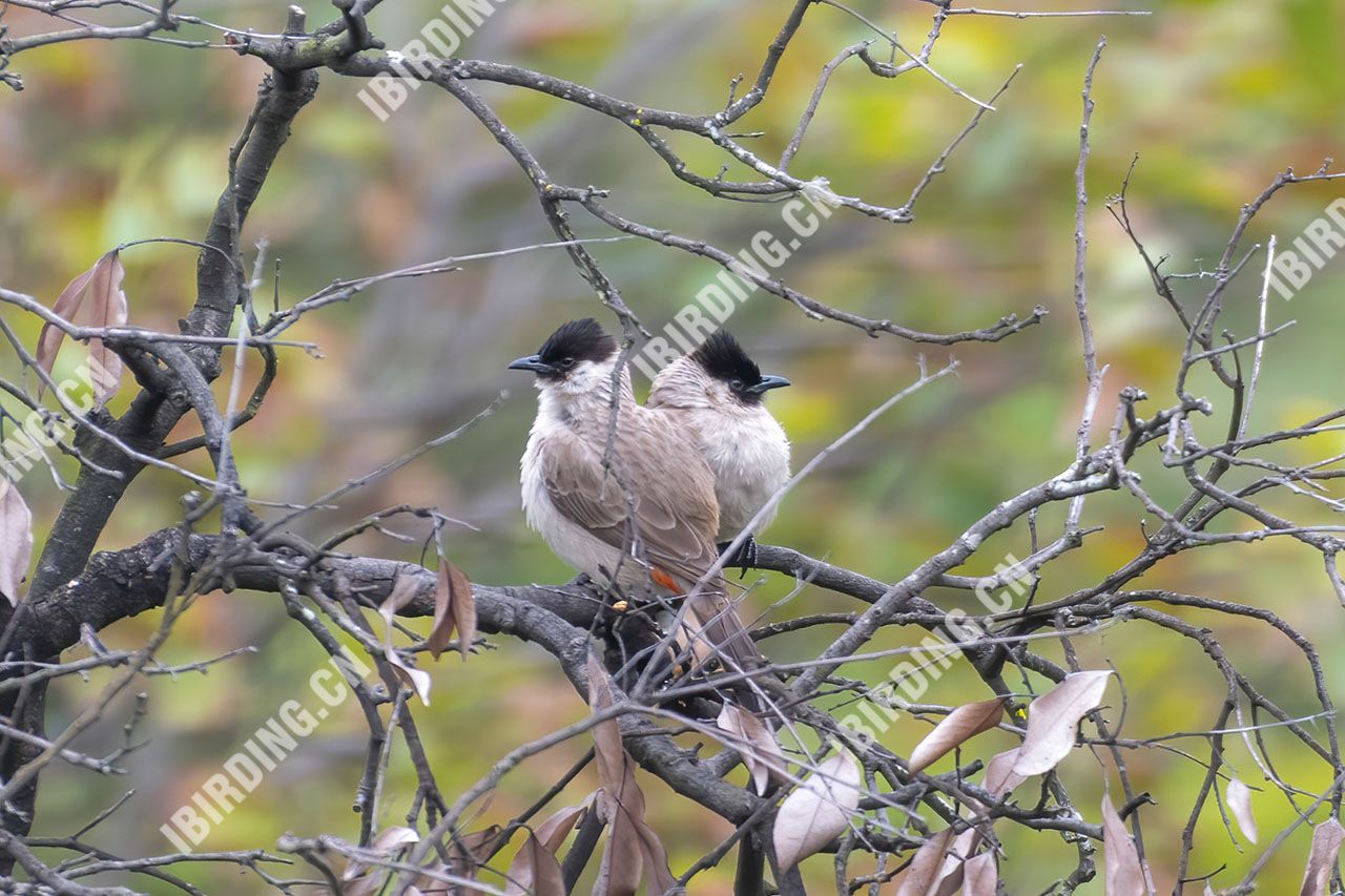 白喉红臀鹎 Sooty-headed Bulbul