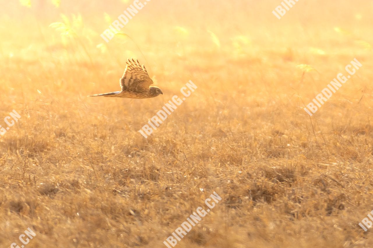 白尾鹞 Northern Harrier