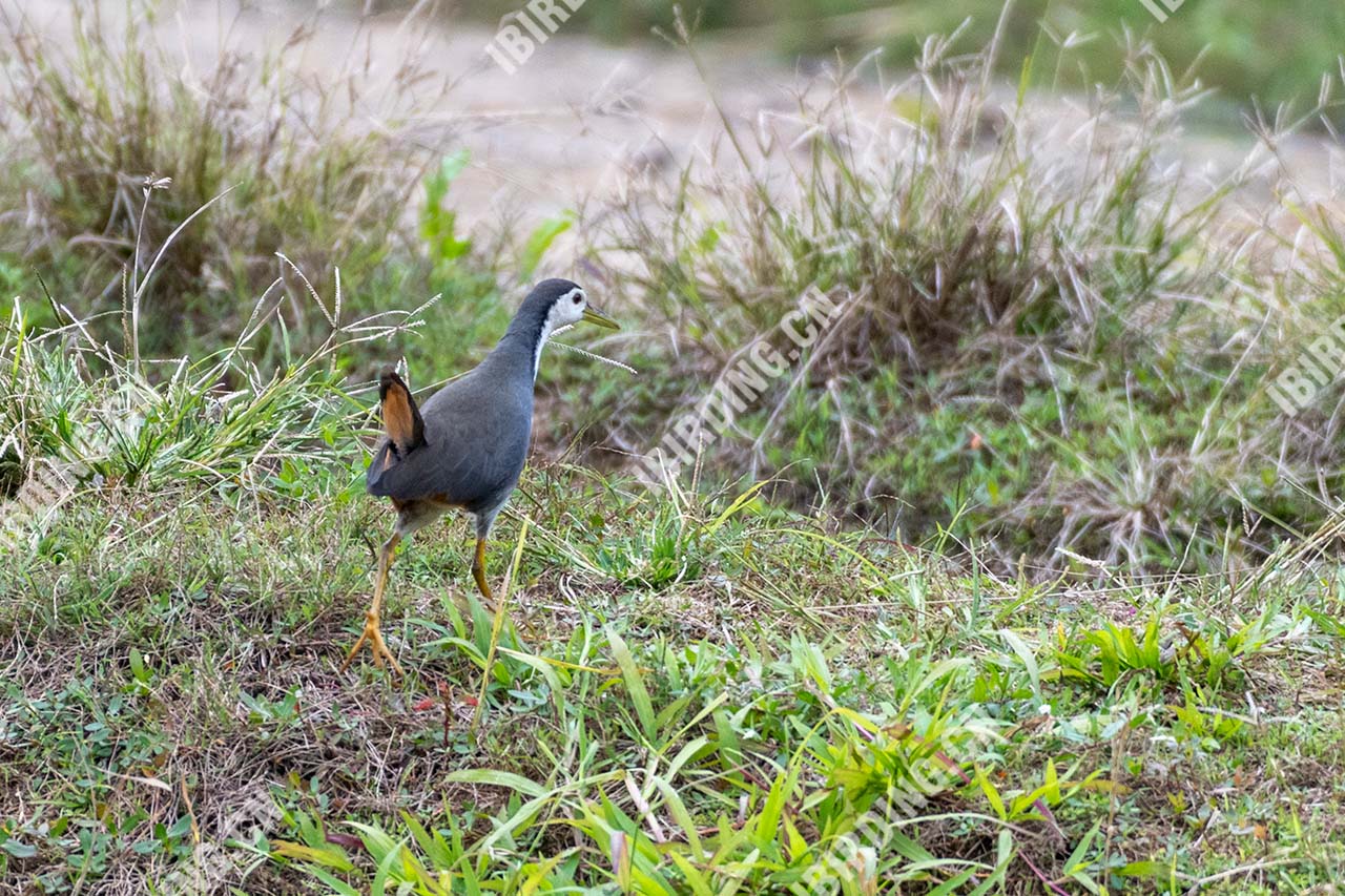 白胸苦恶鸟 White-breasted Waterhen