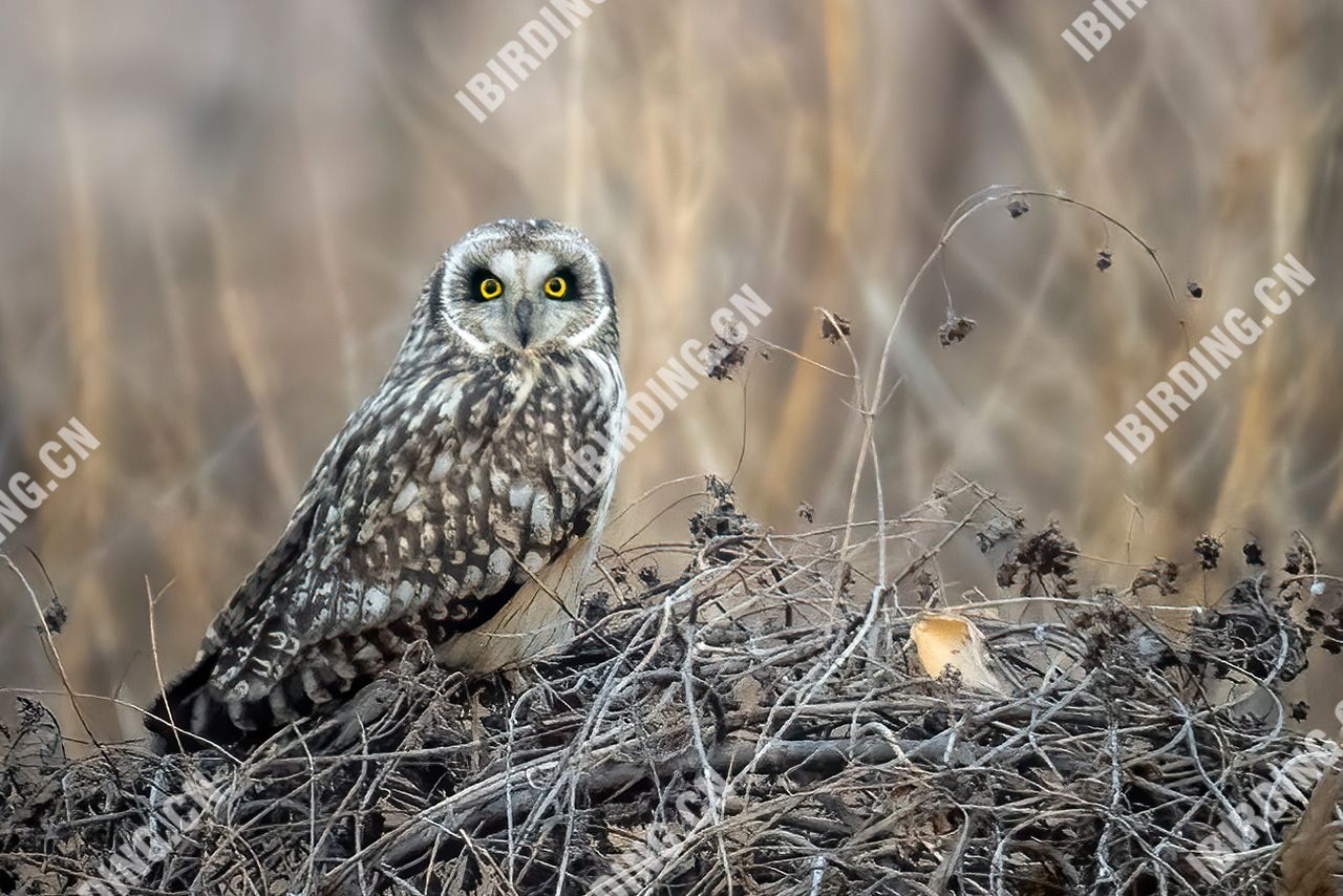 短耳鸮 Short-eared Owl