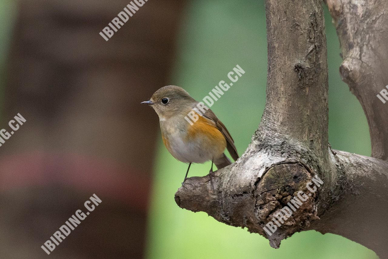 红胁蓝尾鸲 Orange-flanked Bush-Robin