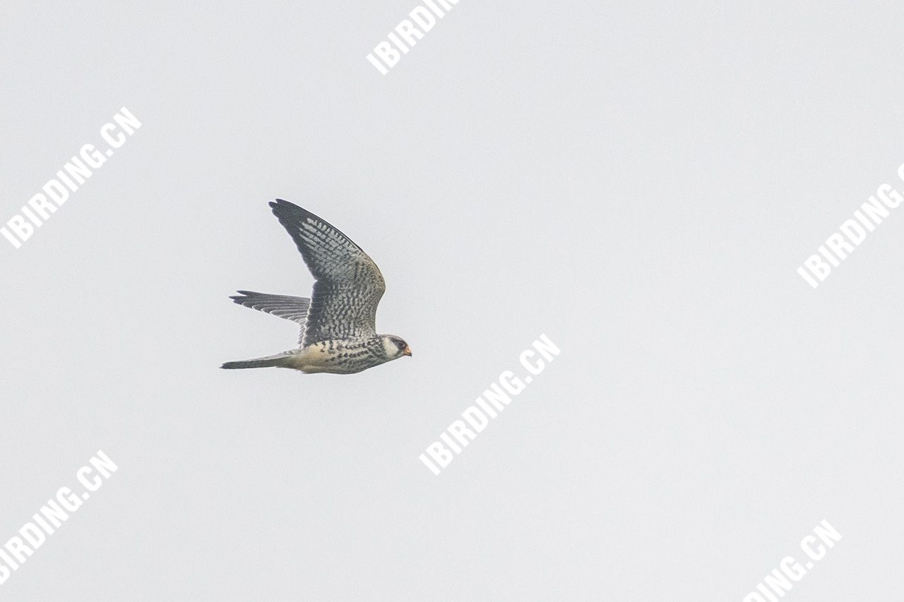 红脚隼 Amur Falcon