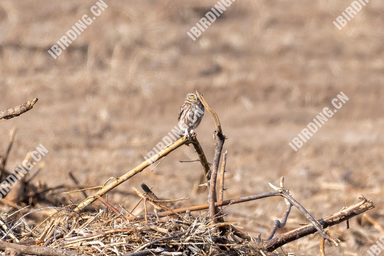 纵纹腹小鸮 Little Owl