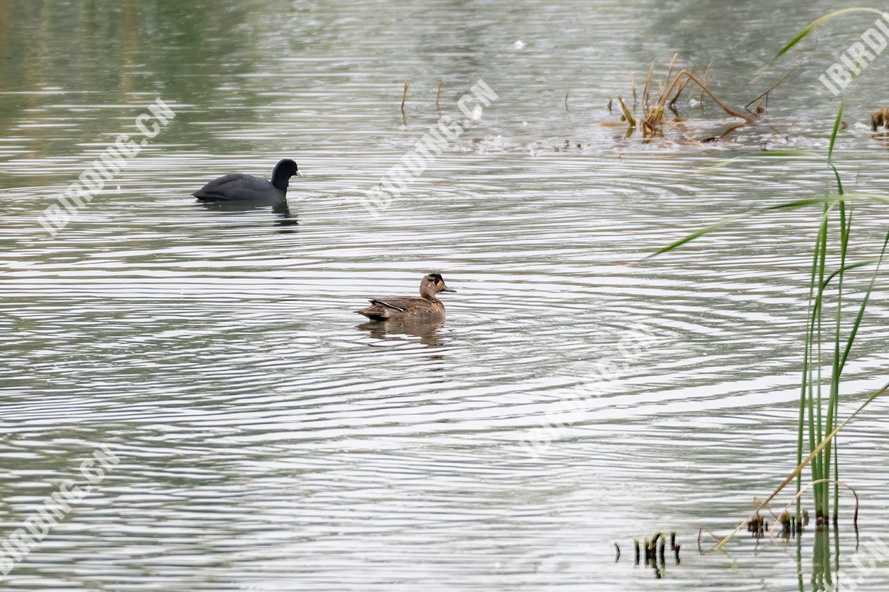 花脸鸭 Baikal Teal