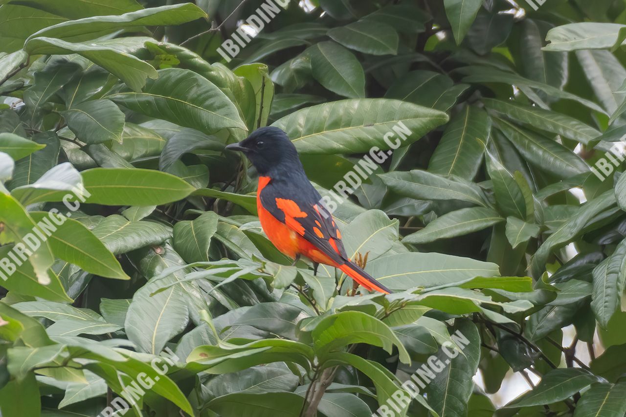 赤红山椒鸟 Scarlet Minivet